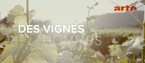 vignes